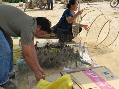 Giống gia cầm lậu bày bán công khai tại chợ Quảng Uyên, Nậm Hàng