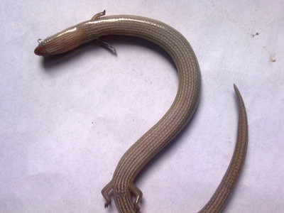 Con vật đã bị chết sau khoảng 4 tiếng bị bắt. Ảnh: VTC News. Con vật đã bị chết sau khoảng 4 tiếng bị bắt. Ảnh: VTC News