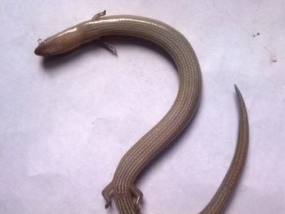 Con vật đã bị chết sau khoảng 4 tiếng bị bắt. Ảnh: VTC News