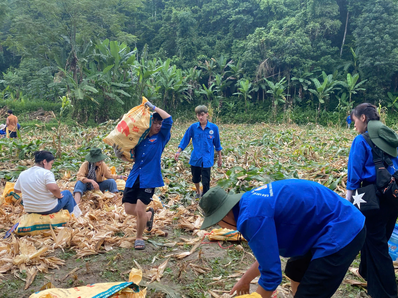 Sinh viên tình nguyện đi thu hoạch lúa sau mưa lũ.