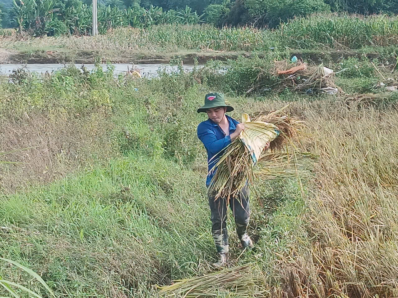 Sinh viên tình nguyện đi thu hoạch lúa sau mưa lũ.