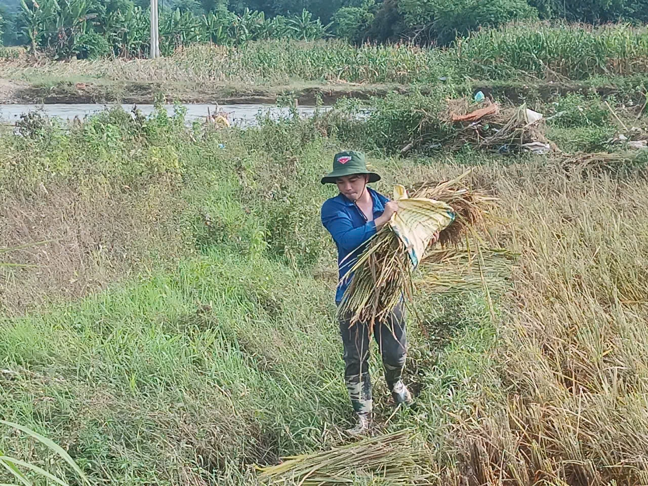 Sinh viên tình nguyện đi thu hoạch lúa sau mưa lũ.