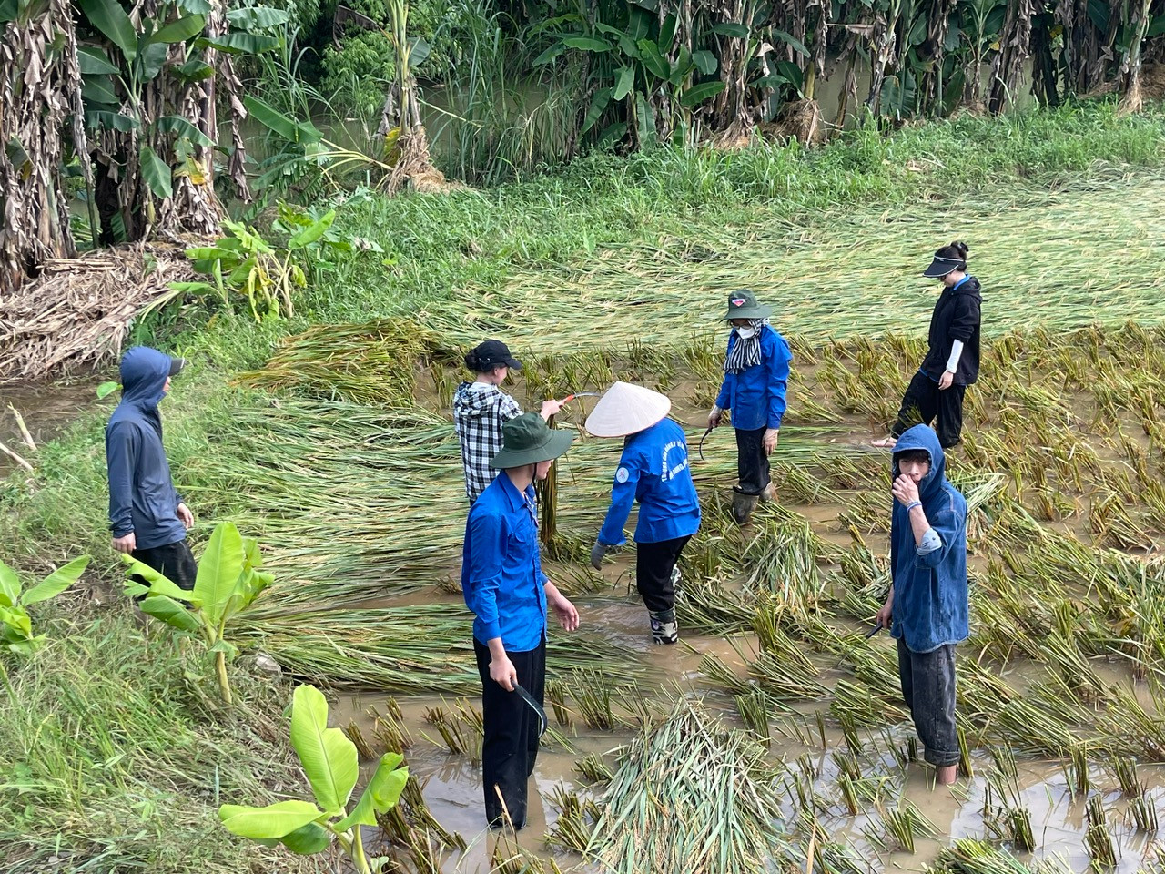 Sinh viên tình nguyện đi thu hoạch lúa sau mưa lũ.