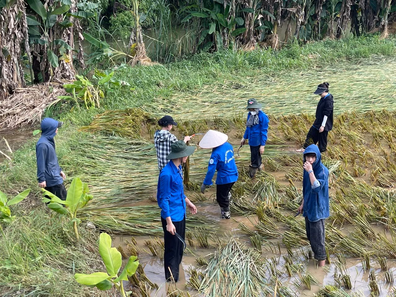 Sinh viên tình nguyện đi thu hoạch lúa sau mưa lũ.