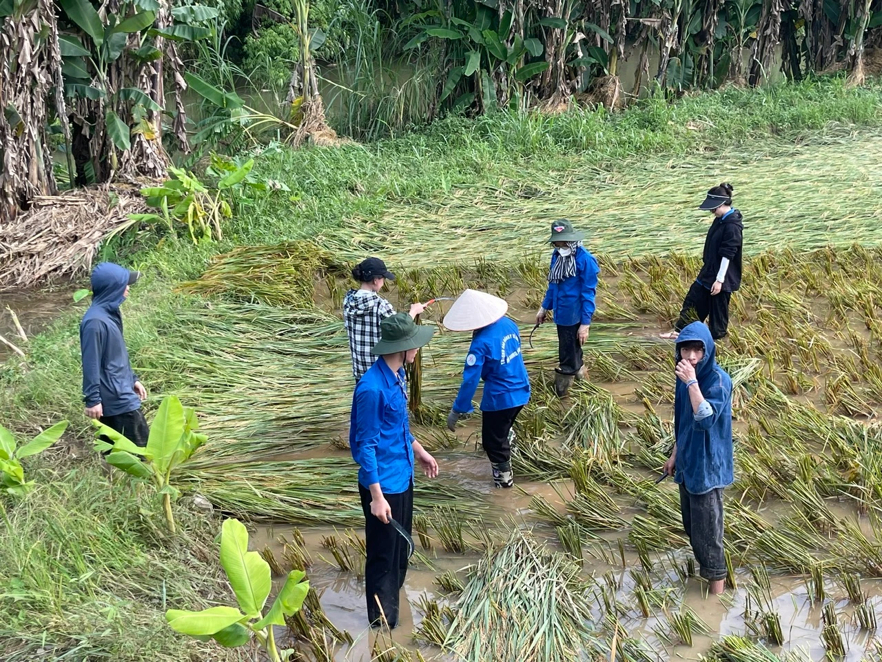 Sinh viên tình nguyện đi thu hoạch lúa sau mưa lũ.