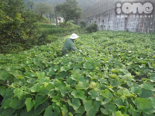 Nhóm hy vọng với mô hình này sẽ cung cấp lượng lớn rau sạch cho người tiêu dùng. Nhóm hy vọng với mô hình này sẽ cung cấp lượng lớn rau sạch cho người tiêu dùng