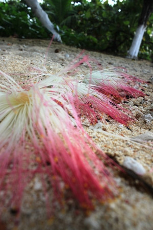 Hoa tàn vào buổi sáng để nở tiếp mỗi đêm