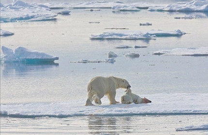 Ross cho biết con gấu trưởng thành đã thủ thế khi cô xuất hiện và kéo xác gấu con sang tảng băng khác để tiếp tục thưởng thức. 