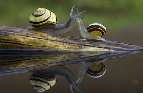 Trên con đường chật hẹp, hai con ốc sên đã vô tình 