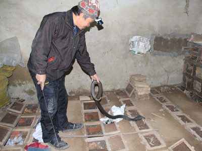 Một chủ hộ nuôi rắn. Ảnh: Trường Phong