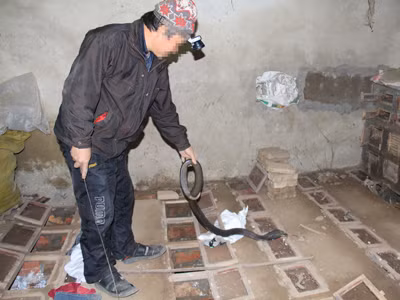 Một chủ hộ nuôi rắn. Ảnh: Trường Phong