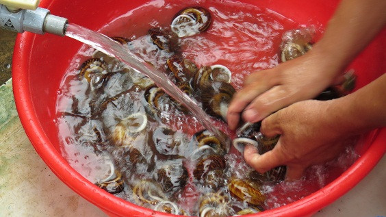 Lạ ngon với món ốc trên lèn núi đá của người Rục ảnh 1