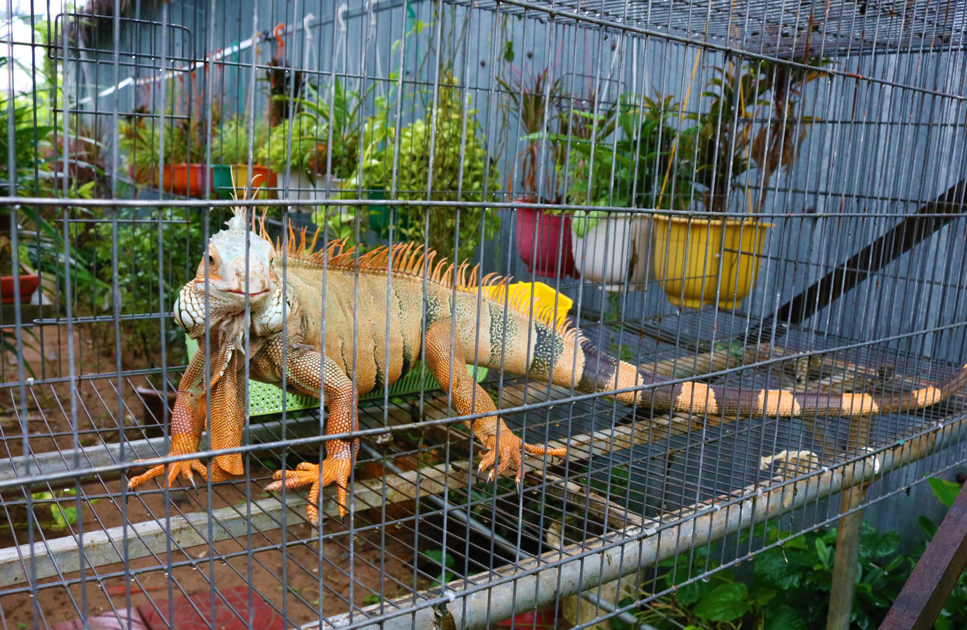 Rồng Nam Mỹ - Thú cưng độc lạ miền Tây ảnh 5