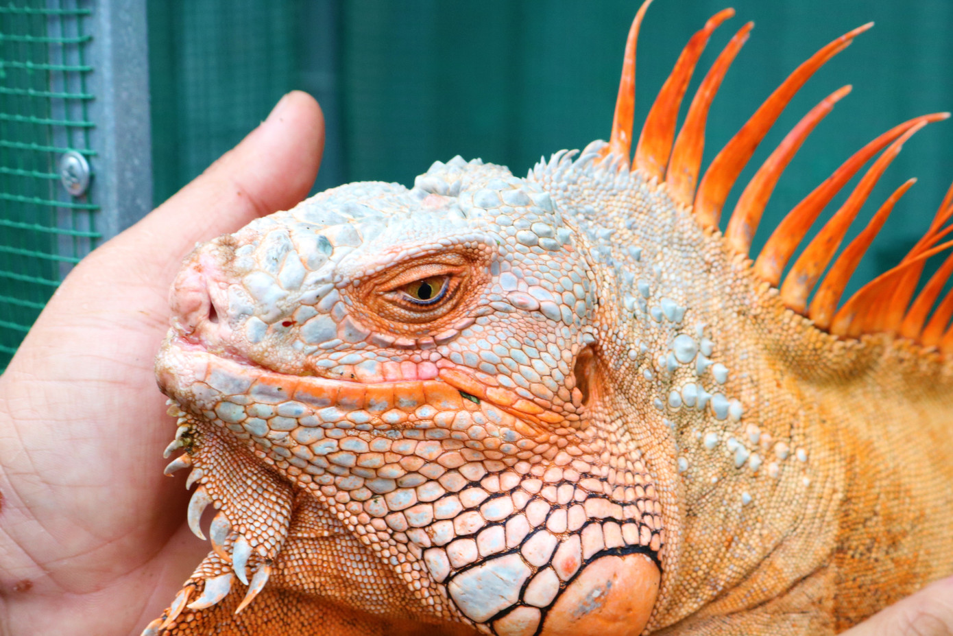 Rồng Nam Mỹ - Thú cưng độc lạ miền Tây ảnh 4