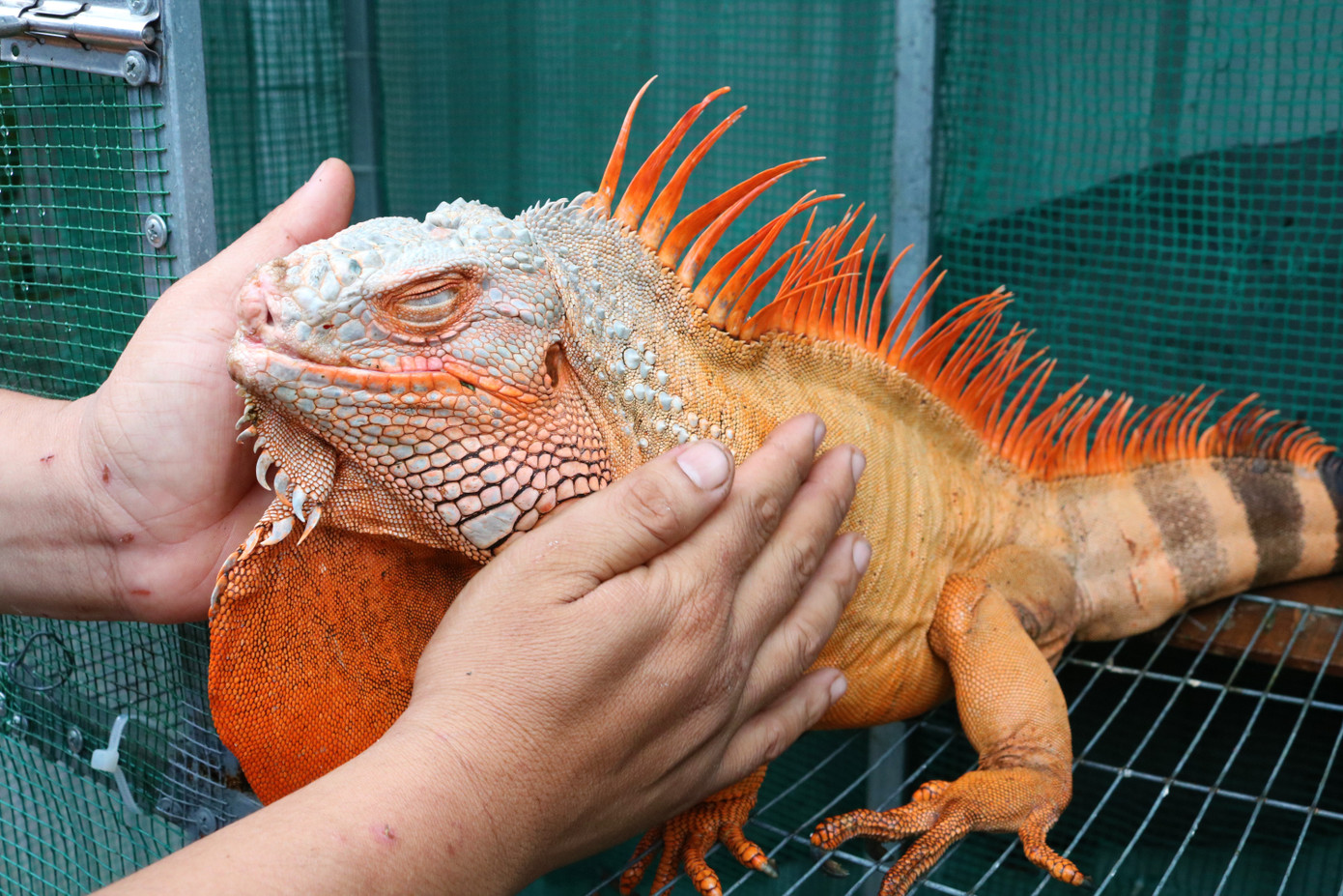 Rồng Nam Mỹ - Thú cưng độc lạ miền Tây ảnh 3