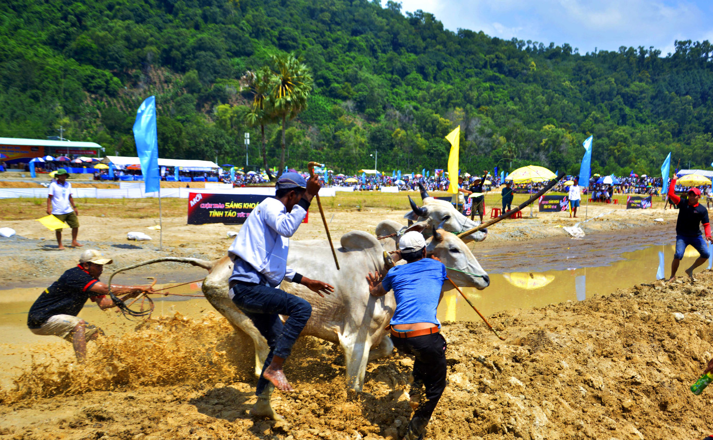 Có gì bên trong Hội đua bò Bảy Núi khiến 2 vạn người đội nắng đến xem? ảnh 7