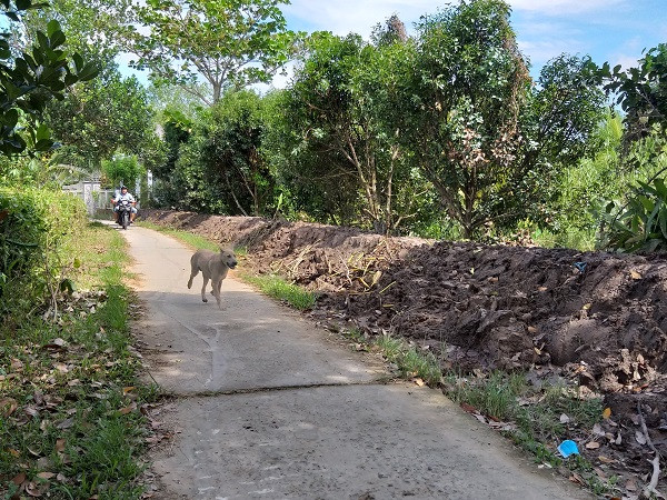 Bưởi rụng trắng gốc, giá bán bằng... cọng hành ảnh 6