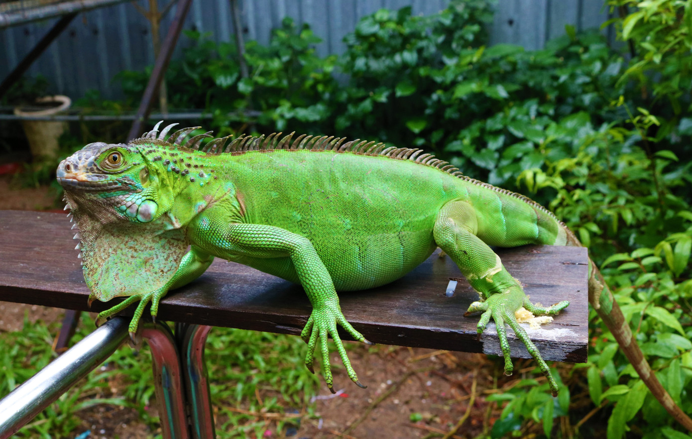 Rồng Nam Mỹ - Thú cưng độc lạ miền Tây ảnh 6