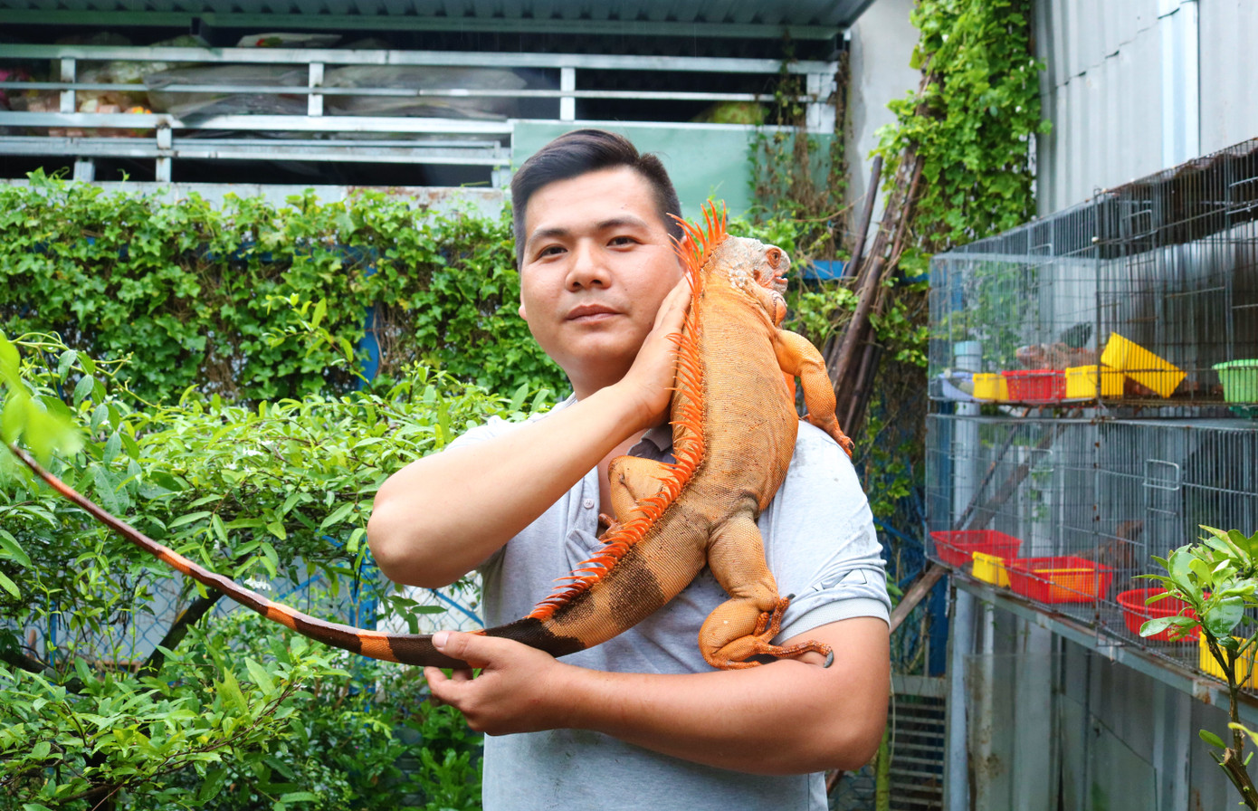 Rồng Nam Mỹ - Thú cưng độc lạ miền Tây ảnh 2