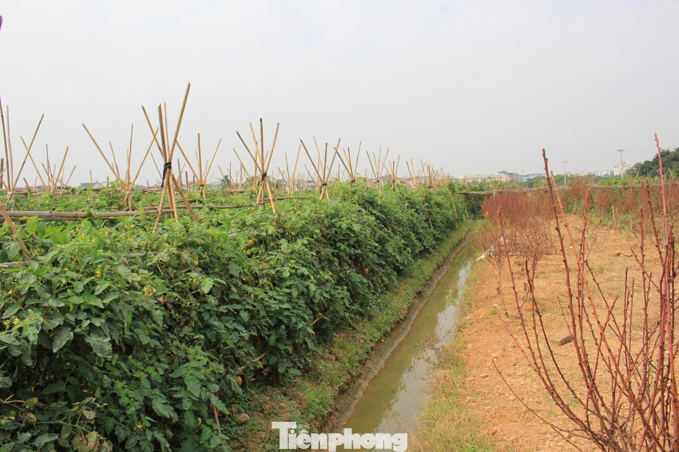 Theo Sở TN&MT, vẫn có một số trường hợp được phân lô, tách thửa đất nông nghiệp như: Tách thửa do Nhà nước thu hồi một phần thửa đất Tặng cho quyền sử dụng đất cho Nhà nước; tự nguyện trả lại đất cho nhà nước; tặng cho quyền sử dụng đất cho cộng đồng dân cư để xây dựng các công trình phục vụ lợi ích chung của cộng đồng tặng cho quyền sử dụng đất để làm nhà tình thương, nhà tình nghĩa,... Theo Sở TN&MT, vẫn có một số trường hợp được phân lô, tách thửa đất nông nghiệp như: Tách thửa do Nhà nước thu hồi một phần thửa đất Tặng cho quyền sử dụng đất cho Nhà nước; tự nguyện trả lại đất cho nhà nước; tặng cho quyền sử dụng đất cho cộng đồng dân cư để xây dựng các công trình phục vụ lợi ích chung của cộng đồng tặng cho quyền sử dụng đất để làm nhà tình thương, nhà tình nghĩa,...