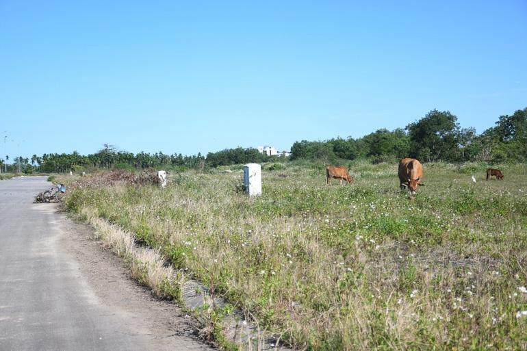 Khu dân cư với 116 lô đất, đoạn từ đường sắt Bắc - Nam đến đường Hoàng Văn Thụ thuộc dự án Hệ thống hạ tầng kỹ thuật khu dân cư trục đường Bàu Giang - Cầu Mới (TP Quảng Ngãi) biến thành bãi chăn thả trâu bò sau nhiều lần đấu giá không thành công. (Ảnh: Quốc Triều) Khu dân cư với 116 lô đất, đoạn từ đường sắt Bắc - Nam đến đường Hoàng Văn Thụ thuộc dự án Hệ thống hạ tầng kỹ thuật khu dân cư trục đường Bàu Giang - Cầu Mới (TP Quảng Ngãi) biến thành bãi chăn thả trâu bò sau nhiều lần đấu giá không thành công. (Ảnh: Quốc Triều)