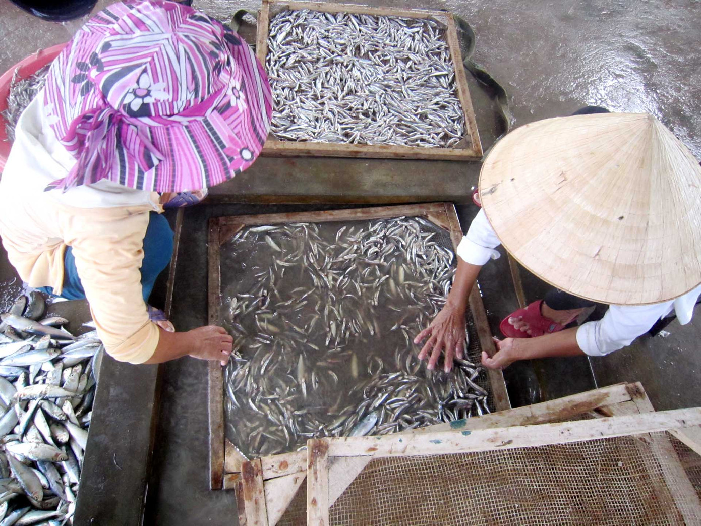 Sau khi mua về, cho cá vào từng mẻ lưới sắt để rửa cho sạch cát