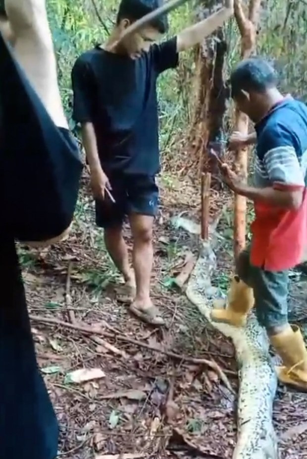 Con trăn sau khi bị mổ bụng. Ảnh: The Sun