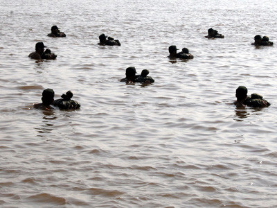 Luyện bơi chiến thuật Ảnh: T.Ph