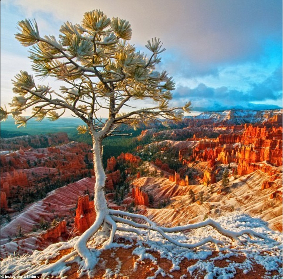 Rễ của một cây chia ra ở công viên quốc gia Bryce Canyon (Utah, Hoa Kỳ_