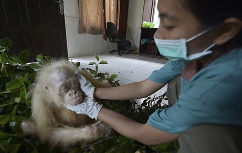 Cận cảnh đười ươi bạch tạng duy nhất trên thế giới ảnh 3