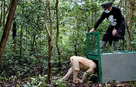 Cận cảnh đười ươi bạch tạng duy nhất trên thế giới ảnh 1