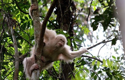 Cận cảnh đười ươi bạch tạng duy nhất trên thế giới ảnh 4