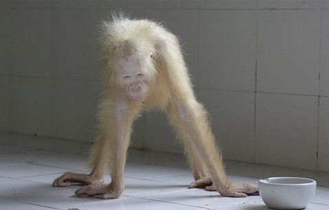 Cận cảnh đười ươi bạch tạng duy nhất trên thế giới ảnh 2