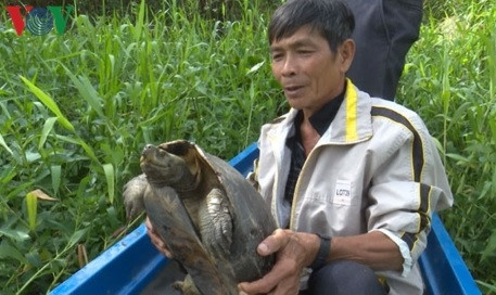 Thả con càng đước nặng hơn 11 kg về thiên nhiên ảnh 2