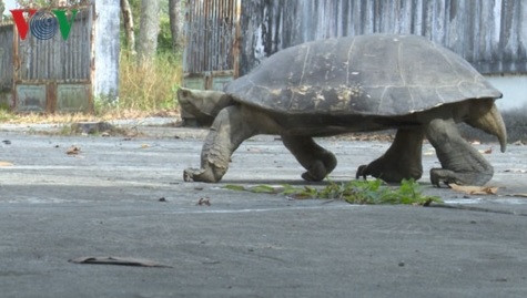 Thả con càng đước nặng hơn 11 kg về thiên nhiên ảnh 1