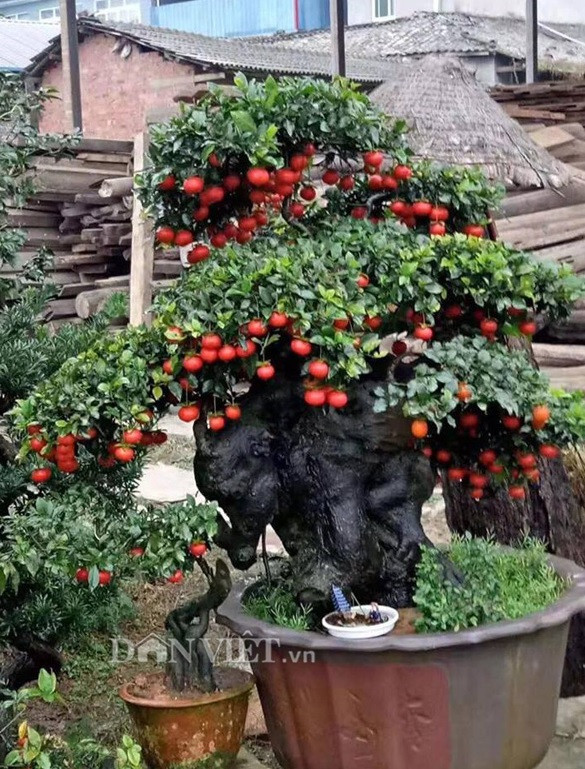 Đại gia 'chơi trội' chi trăm triệu mua hồng đá hiếm về chưng Tết ảnh 3