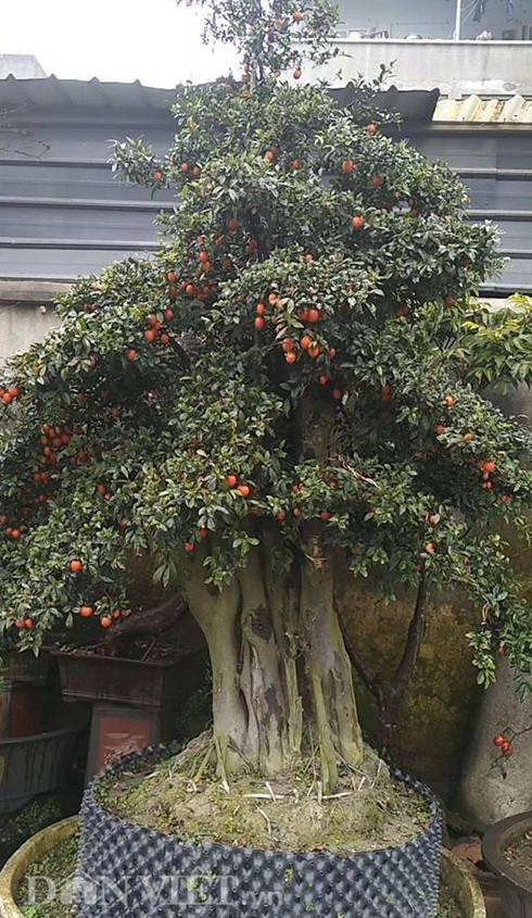 Đại gia 'chơi trội' chi trăm triệu mua hồng đá hiếm về chưng Tết ảnh 2