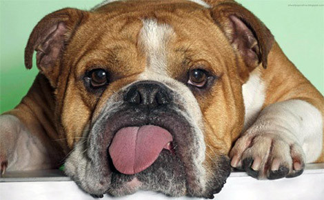 Lạ kỳ những người nhất quyết kết hôn với... động vật ảnh 10