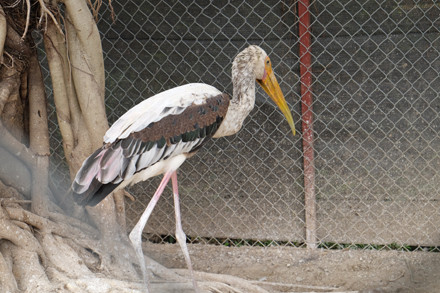 Cận cảnh vườn chim quý hiếm bậc nhất Hà thành ảnh 3