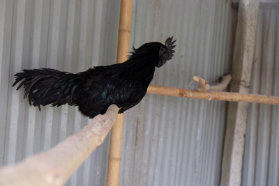 Cận cảnh vườn chim quý hiếm bậc nhất Hà thành ảnh 1