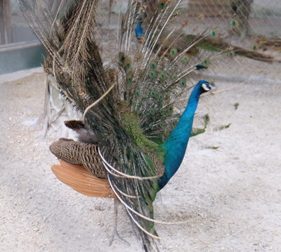 Cận cảnh vườn chim quý hiếm bậc nhất Hà thành ảnh 5