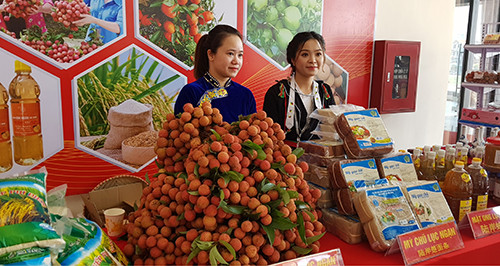 Hàng nghìn thương nhân đổ bộ về Bắc Giang thu mua vải thiều ảnh 1