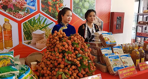 Hàng nghìn thương nhân đổ bộ về Bắc Giang thu mua vải thiều ảnh 1