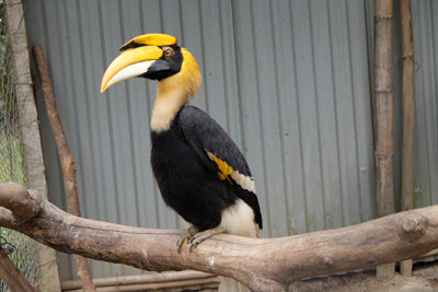 Cận cảnh vườn chim quý hiếm bậc nhất Hà thành ảnh 4