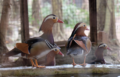 Cận cảnh vườn chim quý hiếm bậc nhất Hà thành ảnh 2