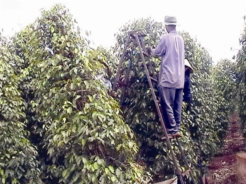 Chăm sóc cây hồ tiêu