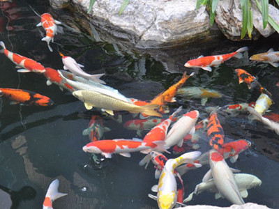 "Hồ ổi thần" thiết kế đặc biệt nuôi cá Koi.