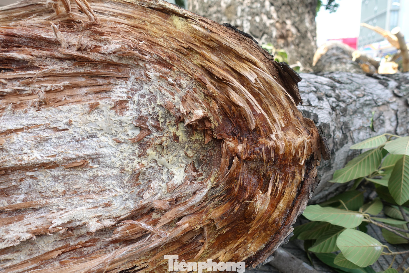 Ghi nhận tại hiện trường, phần nhánh bị tét có đường kính 25cm dài khoảng 10 mét, phần nhánh cây chắn ngang 1 làn đường Phan Đăng Lưu.