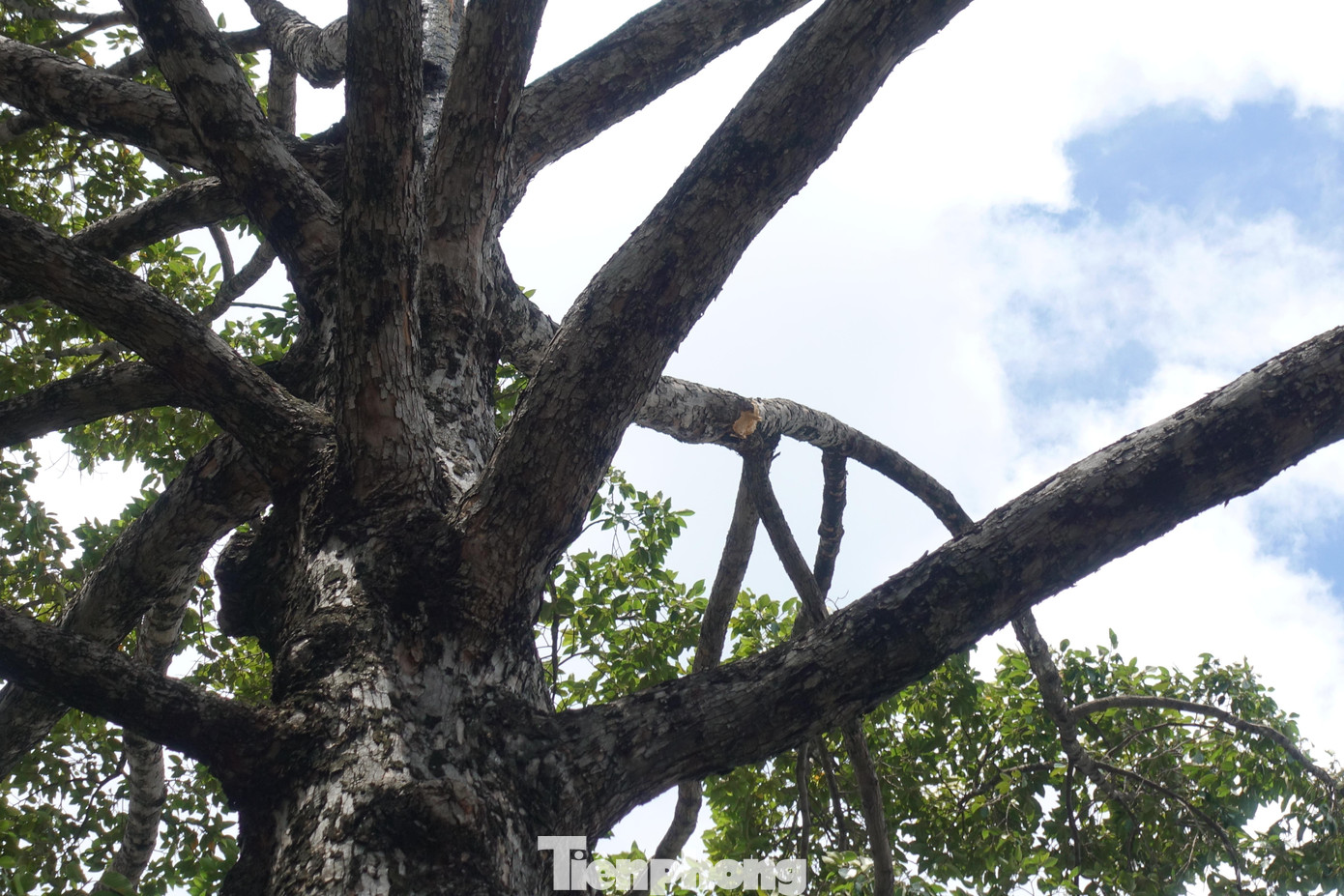 Lúc này, chị Phùng Nhật Minh Tâm (36 tuổi, ngụ quận Bình Tân) chạy xe máy chở con nhỏ (2 tuổi) và người phụ nữ lớn tuổi lưu thông trên đường Phan Đăng Lưu (hướng từ chợ Bà Chiểu về ngã tư Phú Nhuận).