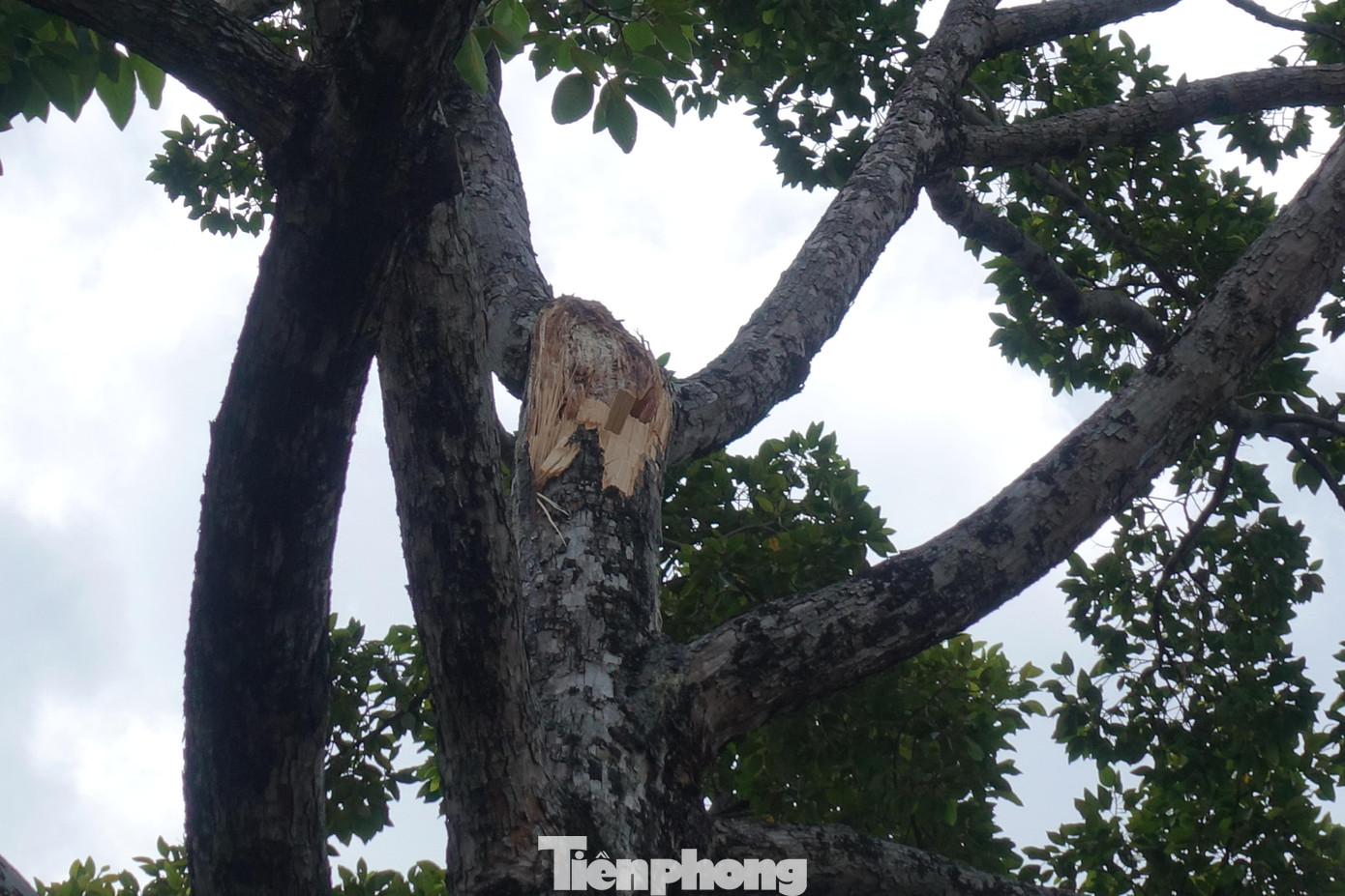 Trước đó, gần 12h cùng ngày, cây dầu lớn trên đường Phan Đăng Lưu, quận Bình Thạnh bất ngờ bị tét nhánh.